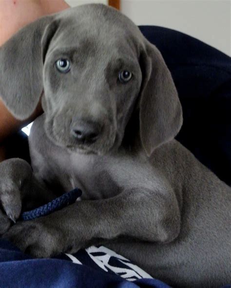 Blue Weimaraner Puppy | Blue weimaraner, Weimaraner puppies, Blue weimaraner puppy