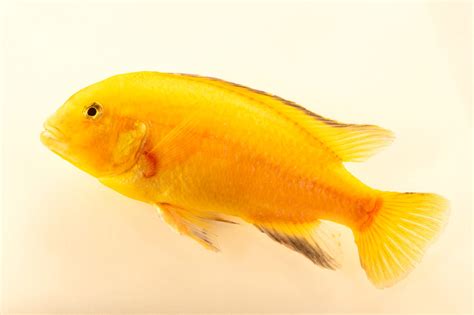 Electric Yellow Cichlid (Labidochromis caeruleus) - Joel Sartore