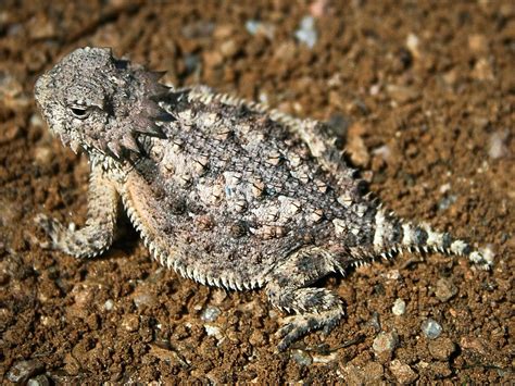 Desert Reptiles & Amphibians - Cactus Garden: The Sonoran Desert with Child-Friendly Facts