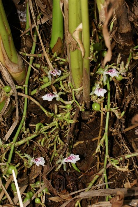 Elettaria cardamomum (Cardamom, Cardamon, Cardamum, Green Cardamom ...