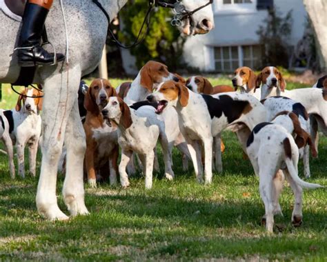 Best Outdoor Dogs: 24 Breeds That Are Perfect Outside