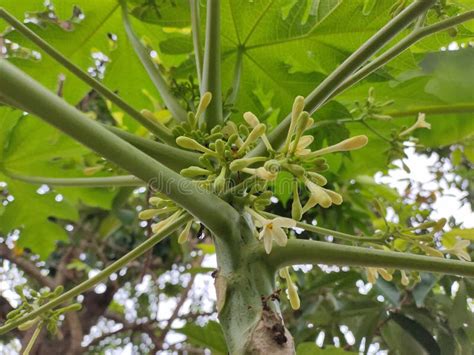 Papaya Tree that Just Released Flowers Stock Image - Image of tree ...