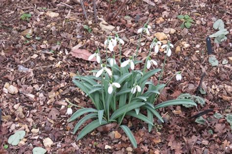 Shaftesbury Snowdrop Festival