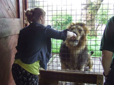 Scribbling Lau: Feeding the lions at London Zoo