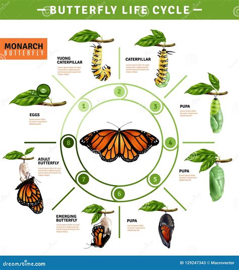 43+ Life Cycle Of A Monarch Butterfly Diagram Images - Charles M. Graham