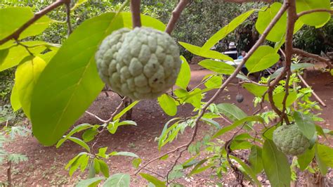 Balimbing ( Star Fruit ) and Atis ( Sugar Apple ) - YouTube