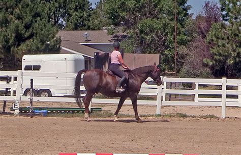 Real Riding Challenge Day 19 How To Make Outdoor Arena Mirrors - Budget Equestrian