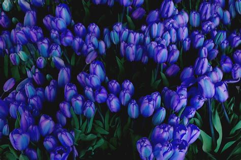 Blue Tulips by Tom Reynen in 2021 | Purple flowers garden, Blue tulips, Tulips