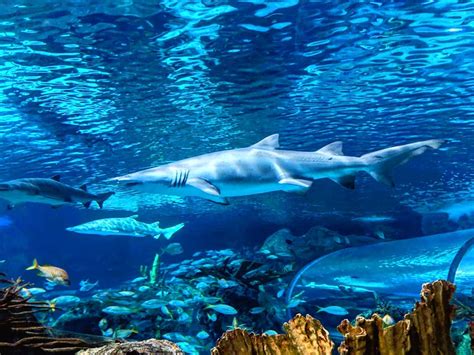 Ripley’s Aquarium of the Smokies - Gatlinburg, TN | Attraction Review