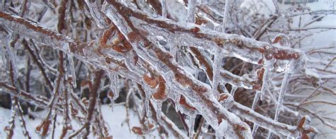 How to Prevent Ice-storm Damage - Black Diamond Tree Service