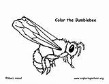 Bumblebee Coloring Page sketch template