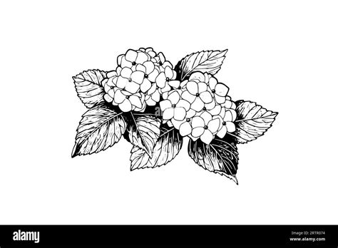Hand drawn ink sketch hydrangea flowers. Vector illustration in engraving style Stock Vector ...