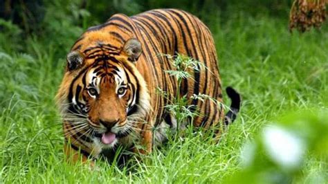 Tigers killing, eating elephants in Corbett National Park: Govt study reveals worrying ...