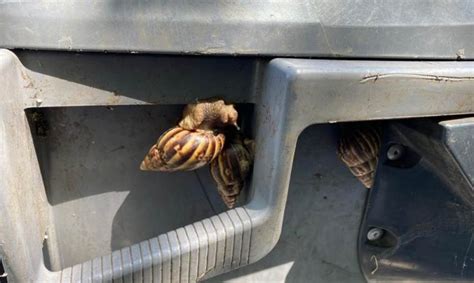 Advierten sobre invasión de caracol africano en zoológico de La Habana