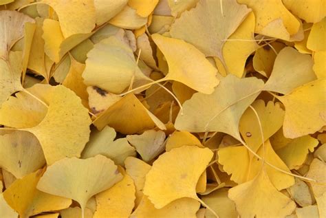 Ginkgo biloba (Ginkgo, Maidenhair Tree) | North Carolina Extension Gardener Plant Toolbox