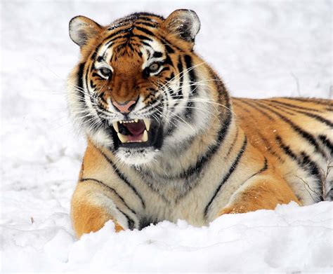 Tigers - Wild Animals News & Facts by World Animal Foundation