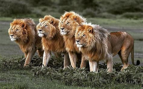 Emperors of the savannah. Four male lions form a strong pride in Amboseli National park, Kenya ...