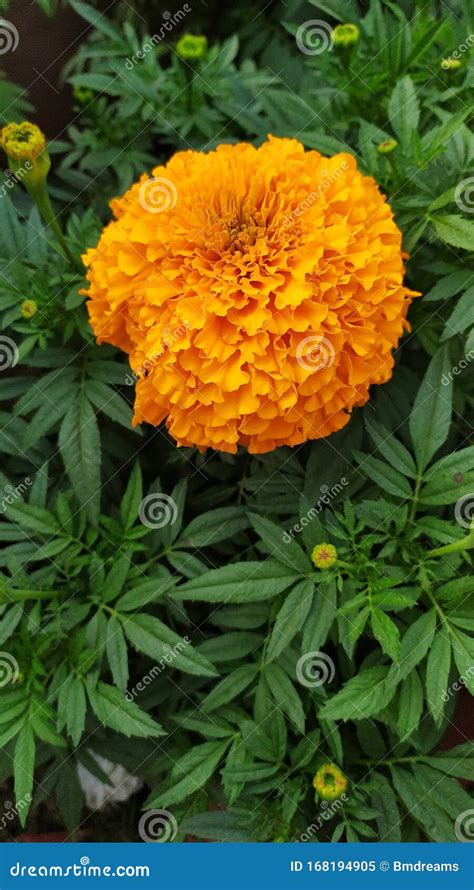 Beautiful Ganda Flower at Bengal Stock Image - Image of size, dalia ...