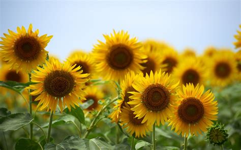 Download Nature Sunflower HD Wallpaper