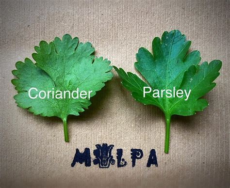 Coriander Vs Parsley