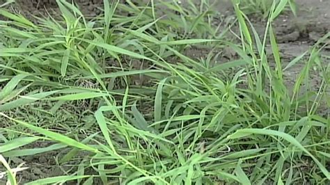 Weed of the Week #581: Quackgrass (From Ag PhD #581 5/24/09) - YouTube