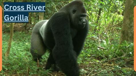 Cross River Gorilla - Complete Guide | Gorilla gorilla diehli