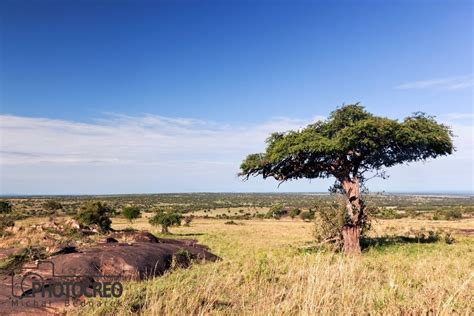 Savanna Landscape Graphic by photocreo · Creative Fabrica