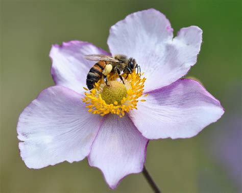 Free picture: pollen, bee, pollination, nature, insect, flower, plant