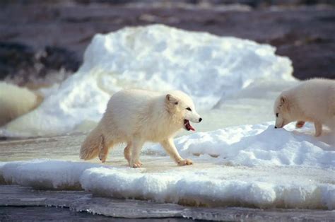 Arctic Fox Adaptations | Habitat and Behavior - All Things Foxes