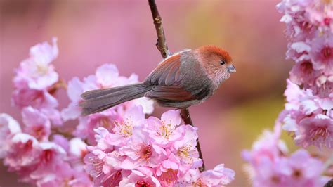 Bird, pink cherry flowers, spring Wallpaper | 1600x900 resolution ...