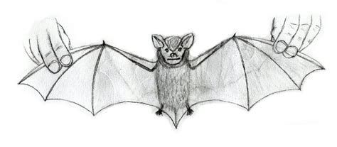 Big Brown Bat sketch by RyanEchidnaSEAL on deviantART