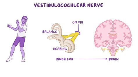 Anatomy of the vestibulocochlear nerve (CN VIII) | Osmosis