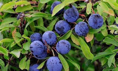 Sloe Berries. 1LB or 454g of SLOE berries for making Sloe Gin. | Etsy