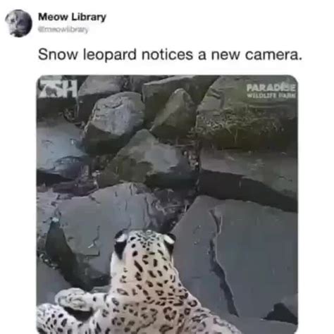 Snow leopard notices a new camera. – popular memes on the site ifunny ...