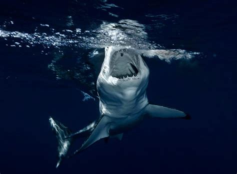 HD Shark Wallpapers - Wallpaper Cave