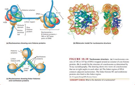 Answered: H2B НЗ Histone octamer нз 11 nm DNA H2A… | bartleby