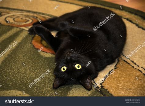 Attractive Playing Black Cat Stock Photo 682369234 | Shutterstock