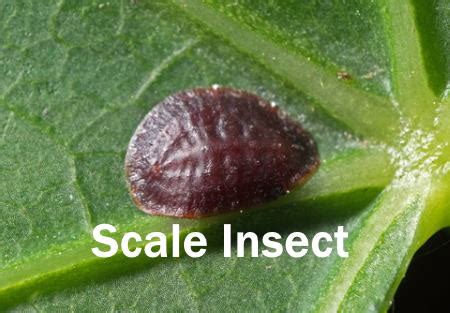 Get Rid of Scale Insects on Indoor Plants