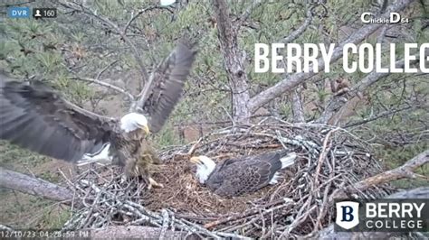 Berry College Eagles~Pa Berry Brings Grasses & Dinner-Shift Changes_12/10/23 - YouTube