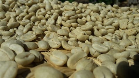 Coffee Origins: A Guide to Mexico - Perfect Daily Grind