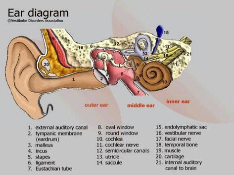 Main Components of the Hearing Mechanism:Divided into 4 parts (by function): Outer Ear Middle ...