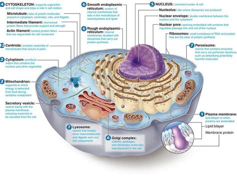 Animal cell vesicle function