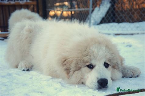 Pyrenean Mountain Dog puppies for sale | Pets4Homes