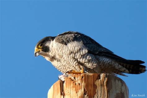 Peregrine falcon conservation success | Kim Smith Films