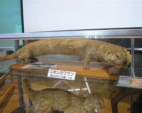 Japanese river otter - Facts, Diet, Habitat & Pictures on Animalia.bio