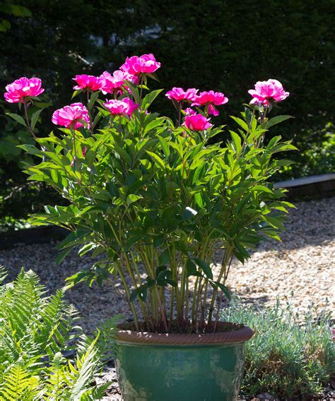 How to grow peonies in pots – tips for container displays | Homes & Gardens