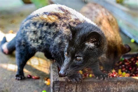 Does Kopi Luwak—or poop coffee—Southeast Asian Coffee, Actually Contain ...