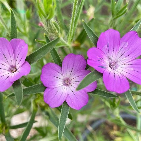 All Flower Seeds - Annual, Biennial & Perennial – Bishy Barnabees Cottage Garden