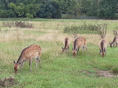 Beale Wildlife Park | Visiting Reading