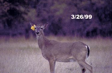 Stages of Deer Antler Growth | Whitetail Antler Development